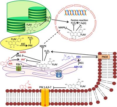 Frontiers  Modulation of Phytohormone Signaling A Primary Function of